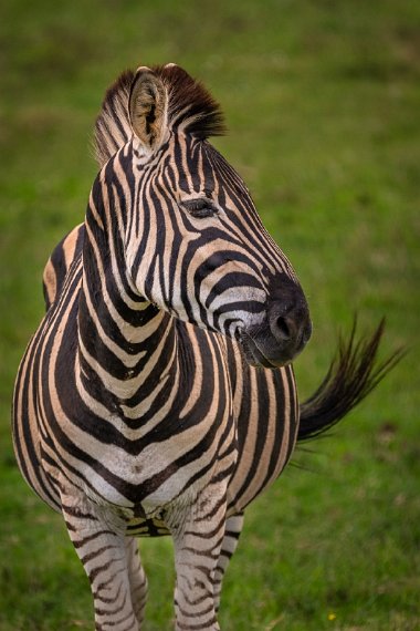 096 Port Elizabeth, Pumba Private Game Reserve, Zuid-Afrika.jpg